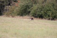 Kaninchenschleppe im Feld