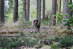 Kaninchenschleppe im Wald