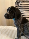 Aurelius